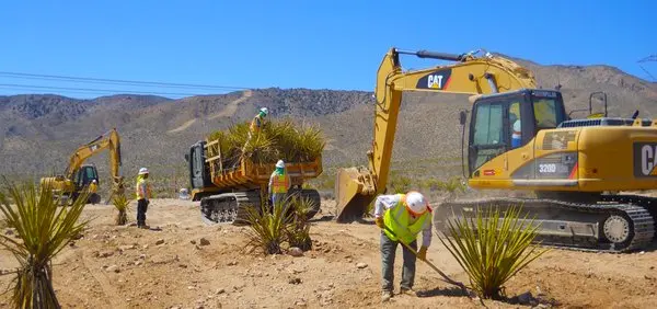 Crews salvaging and replanting native yucca on a desert right-of-way